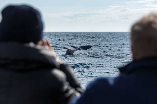 To mennesker ser på hval på hvalsafari