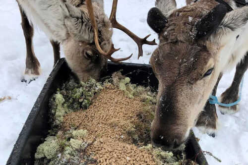 Bilde av reinsdyr som spiser