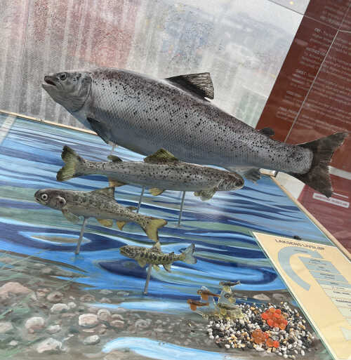 Nærbilde av fisker hos NCE Aquaculture / Salmon Center i Bodø.